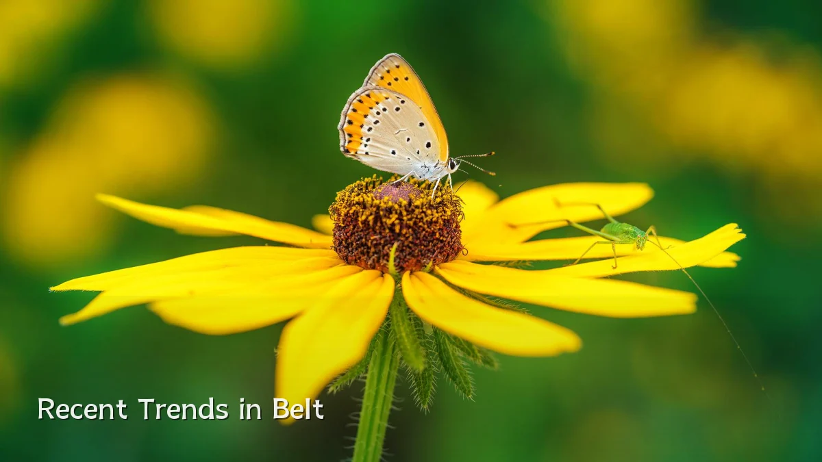 Recent Trends in Belt