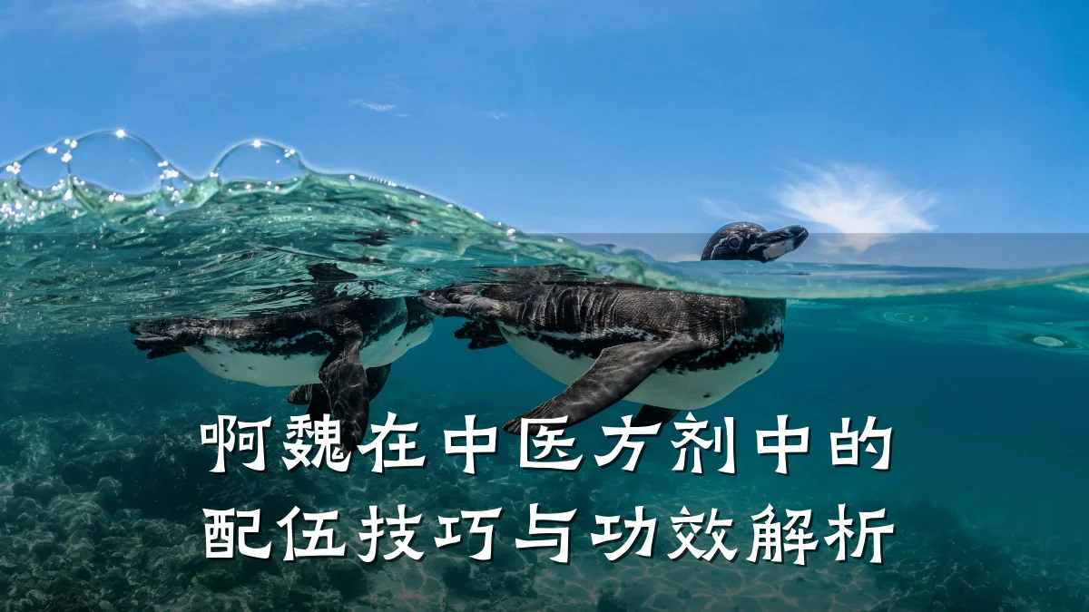 啊魏在中医方剂中的配伍技巧与功效解析